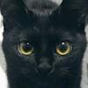 黒猫