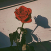 🌹R i N🌹