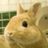 💮💯るか🐰🐱